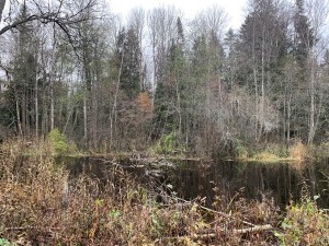 IMG_3304.jpeg