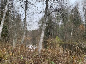 IMG_3303.jpeg
