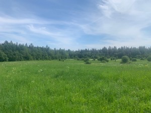IMG_6448.jpeg