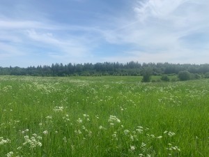 IMG_6447.jpeg