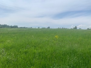 IMG_6450.jpeg