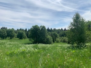 IMG_6441.jpeg