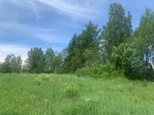 IMG_6451.jpeg