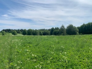 IMG_6436.jpeg